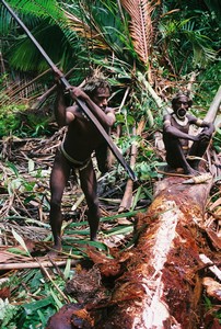 Papua-Kombai-kmen stromových lidí